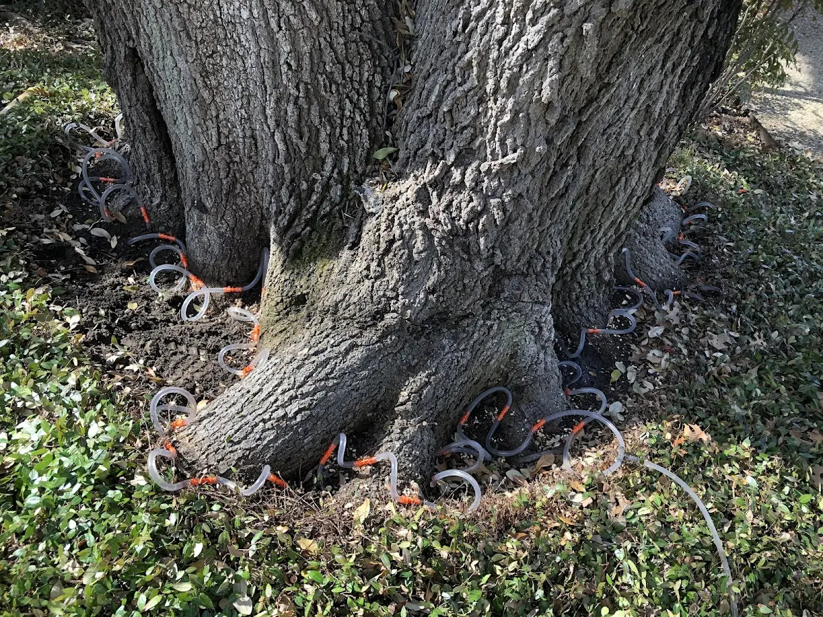 Detailed Tree Cabling and Bracing job site in New Hampton