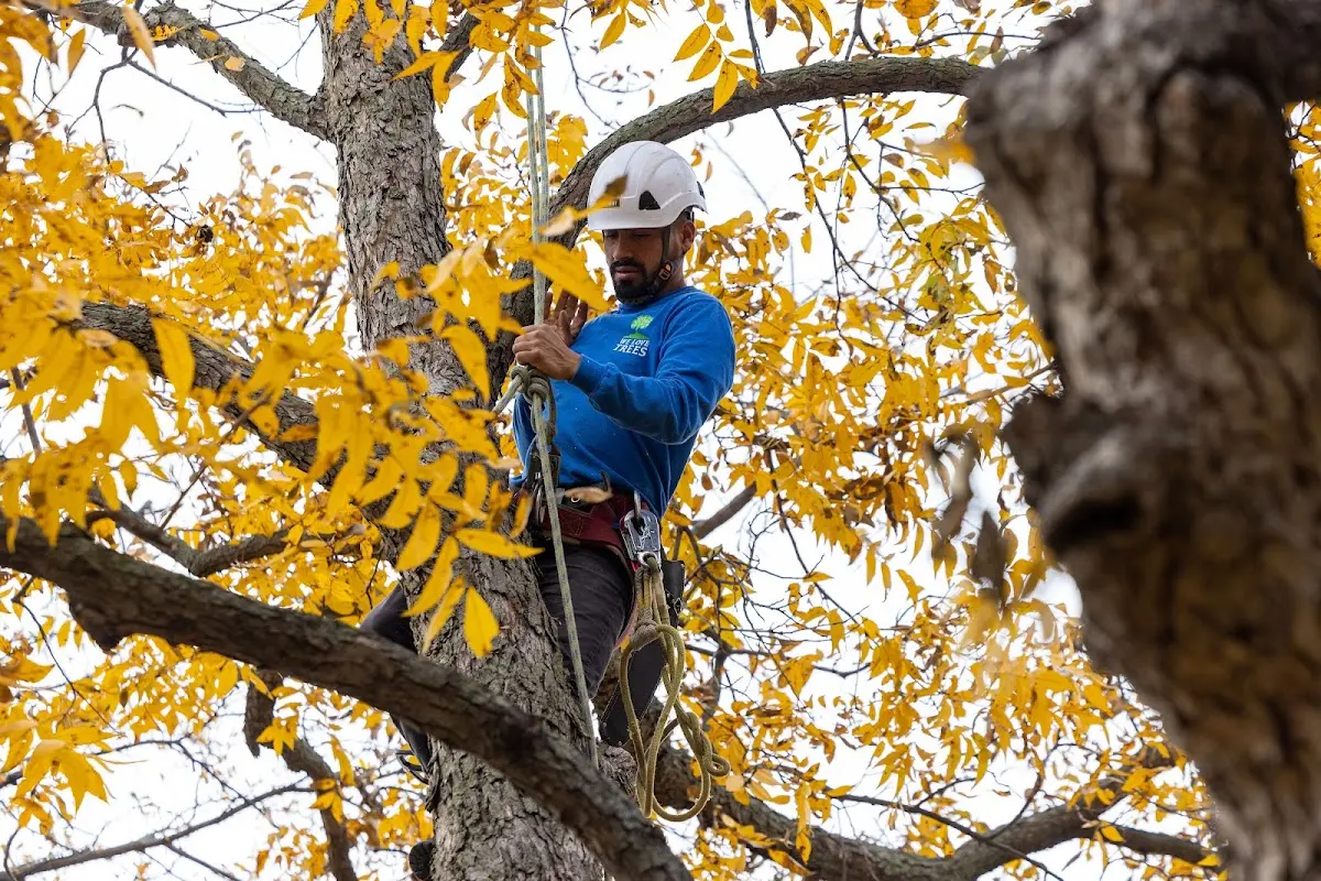 Skilled Tree Planting crew working in New Hampton
